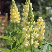 Pflanzenschutz mit Pflanzen Pflanzenschutz mit Pflanzen